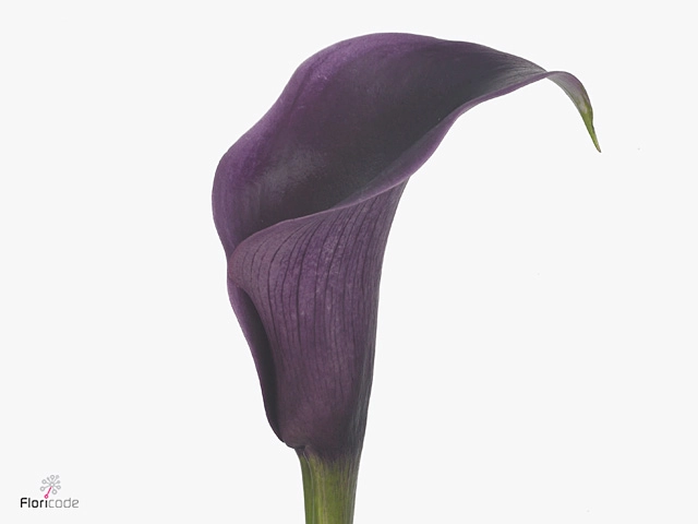 Zantedeschia akela