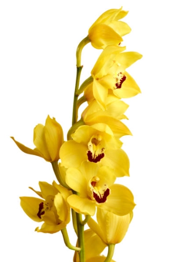 Cymbidium glitter yellow