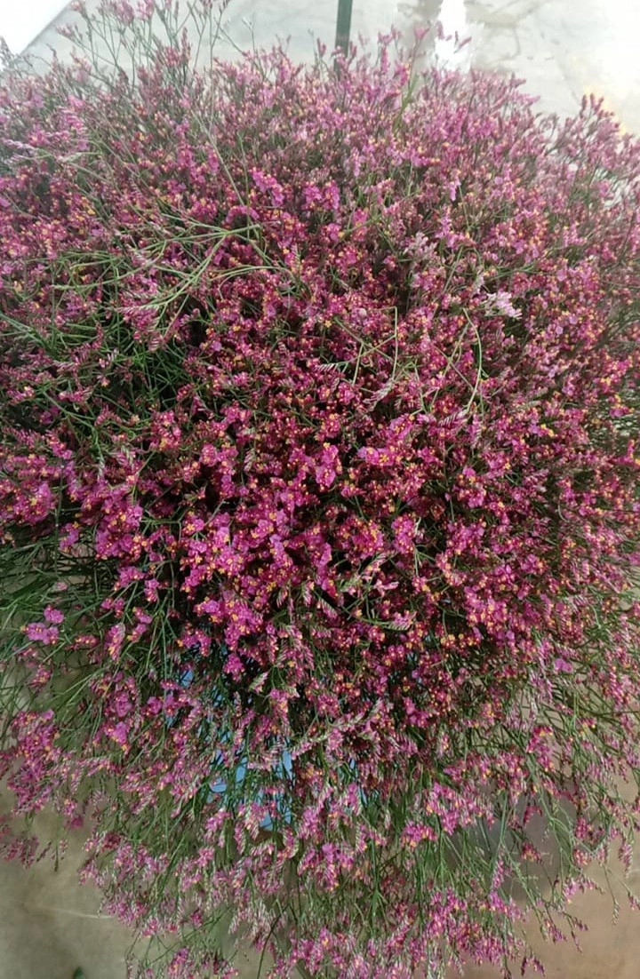 Limonium bliss pink