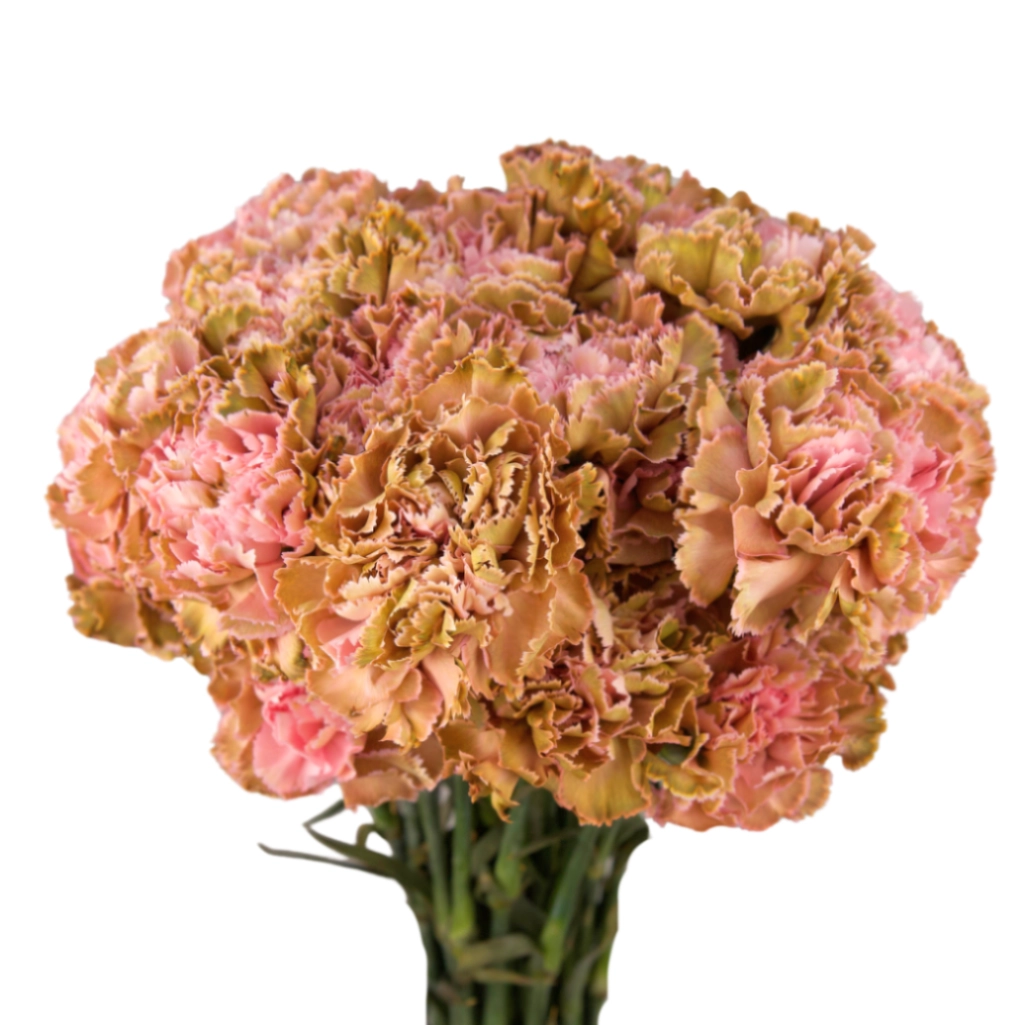 Carnation tinted olive | Wholesale flowers, plants and supplies Carnation tinted olive