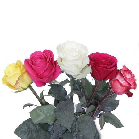 Rose mix premium | Wholesale flowers, plants and supplies Rose mix premium