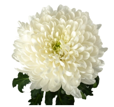 Chrysanthemum cremon zembla
