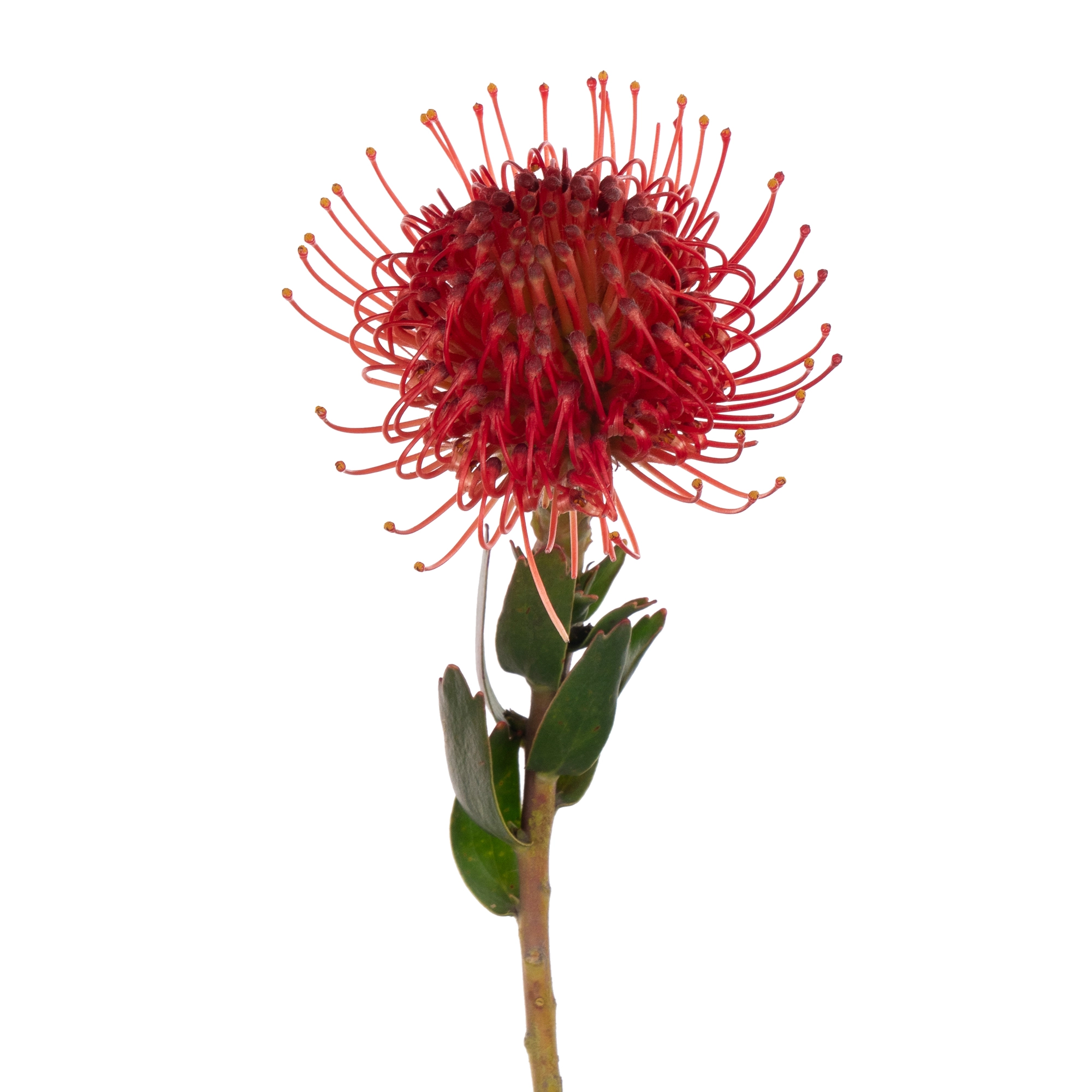 Leucospermum red