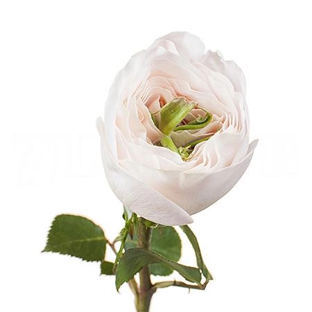 Rose david austin charity