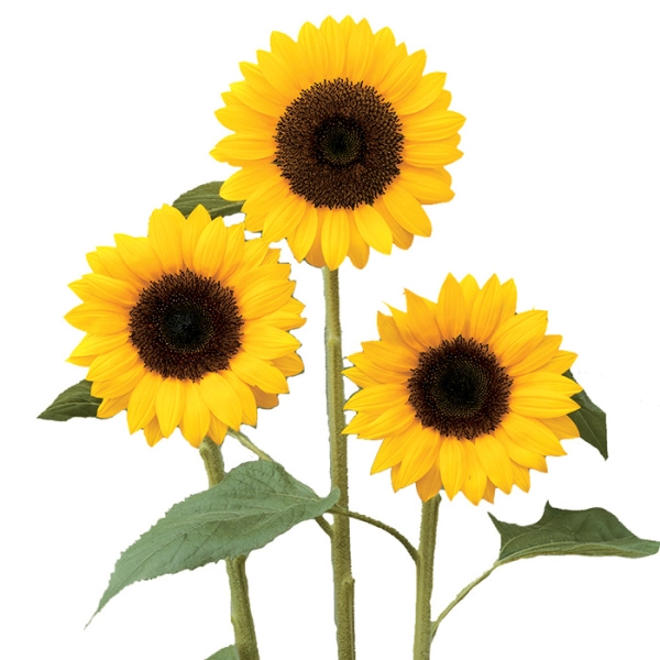 Helianthus sunrich limoncello | Wholesale flowers, plants and supplies Helianthus sunrich limoncello