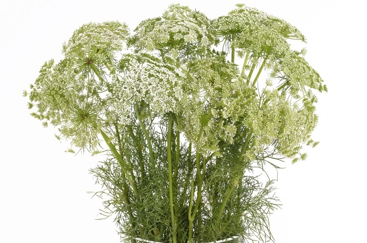 Ammi majus | Wholesale flowers, plants and supplies Ammi majus