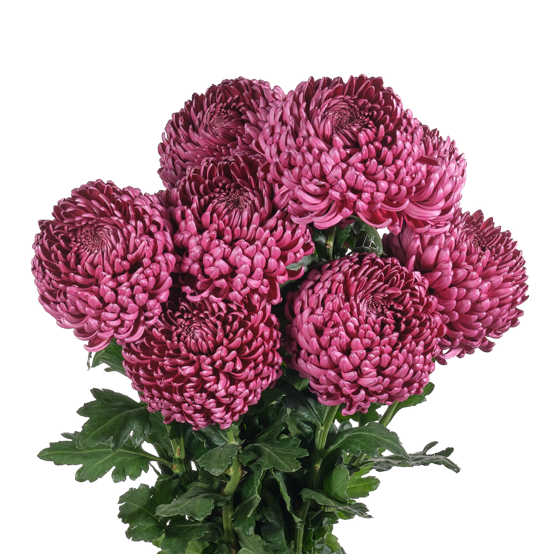 Chrysanthemum single bigoudi purple