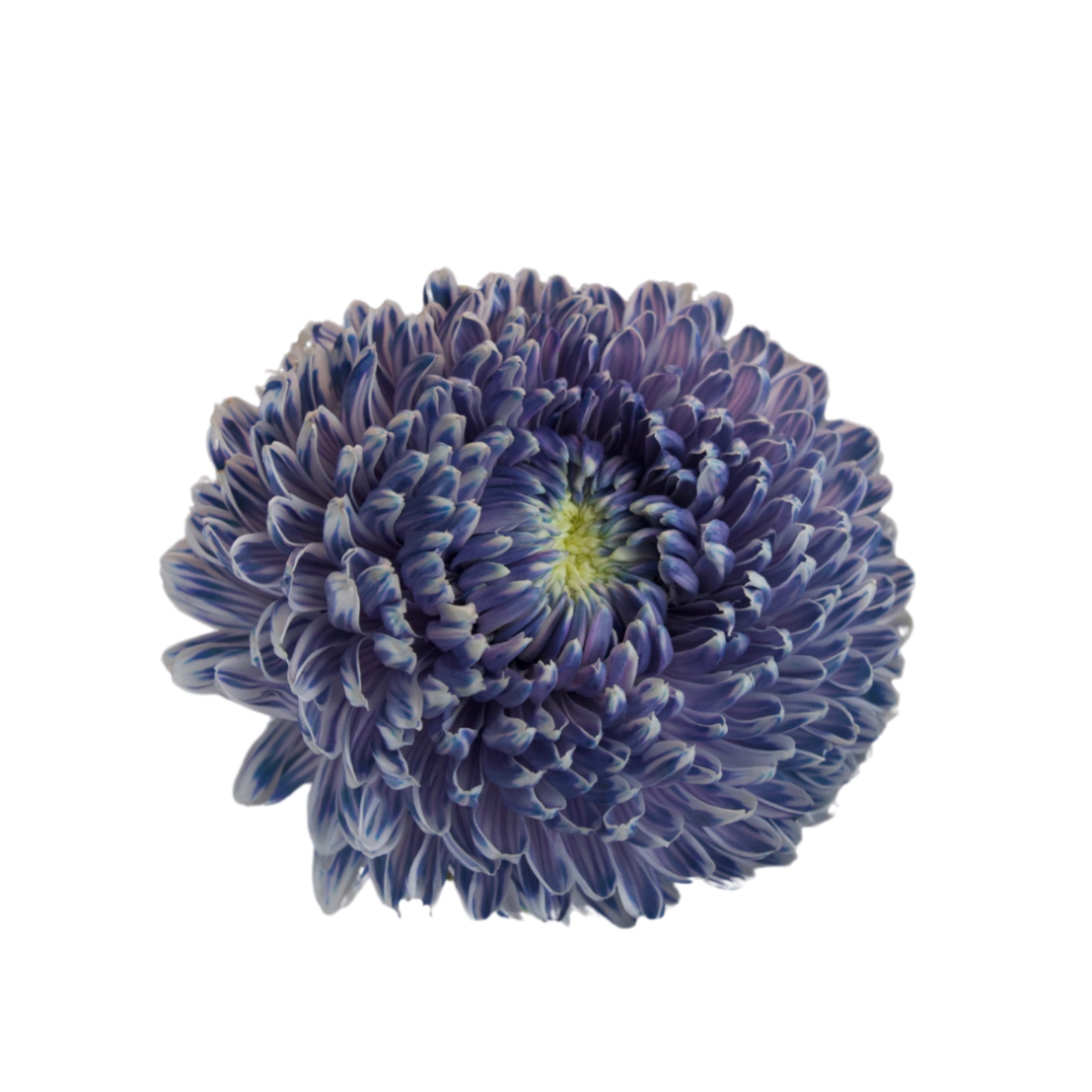 Chrysanthemum single tinted grey