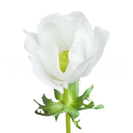 Anemone mistral plus white