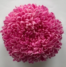 Chrysanthemum tinted mauve