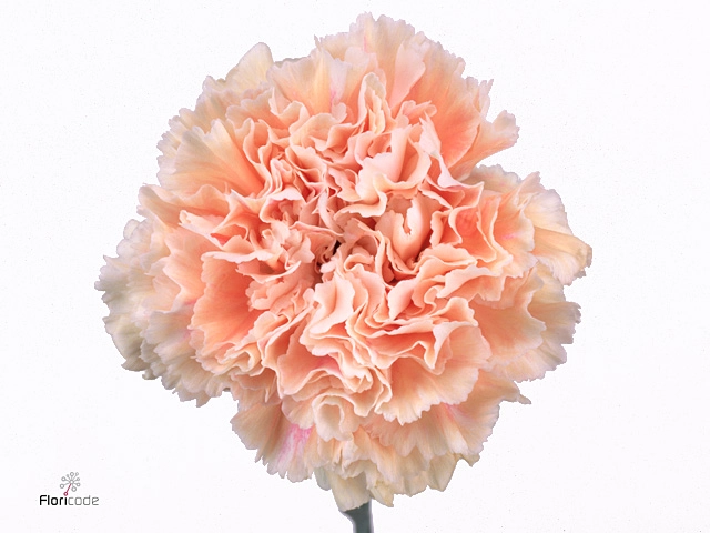 Carnation cappuccino