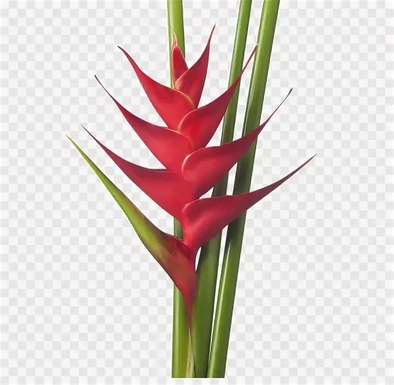 Heliconia prince of darkness