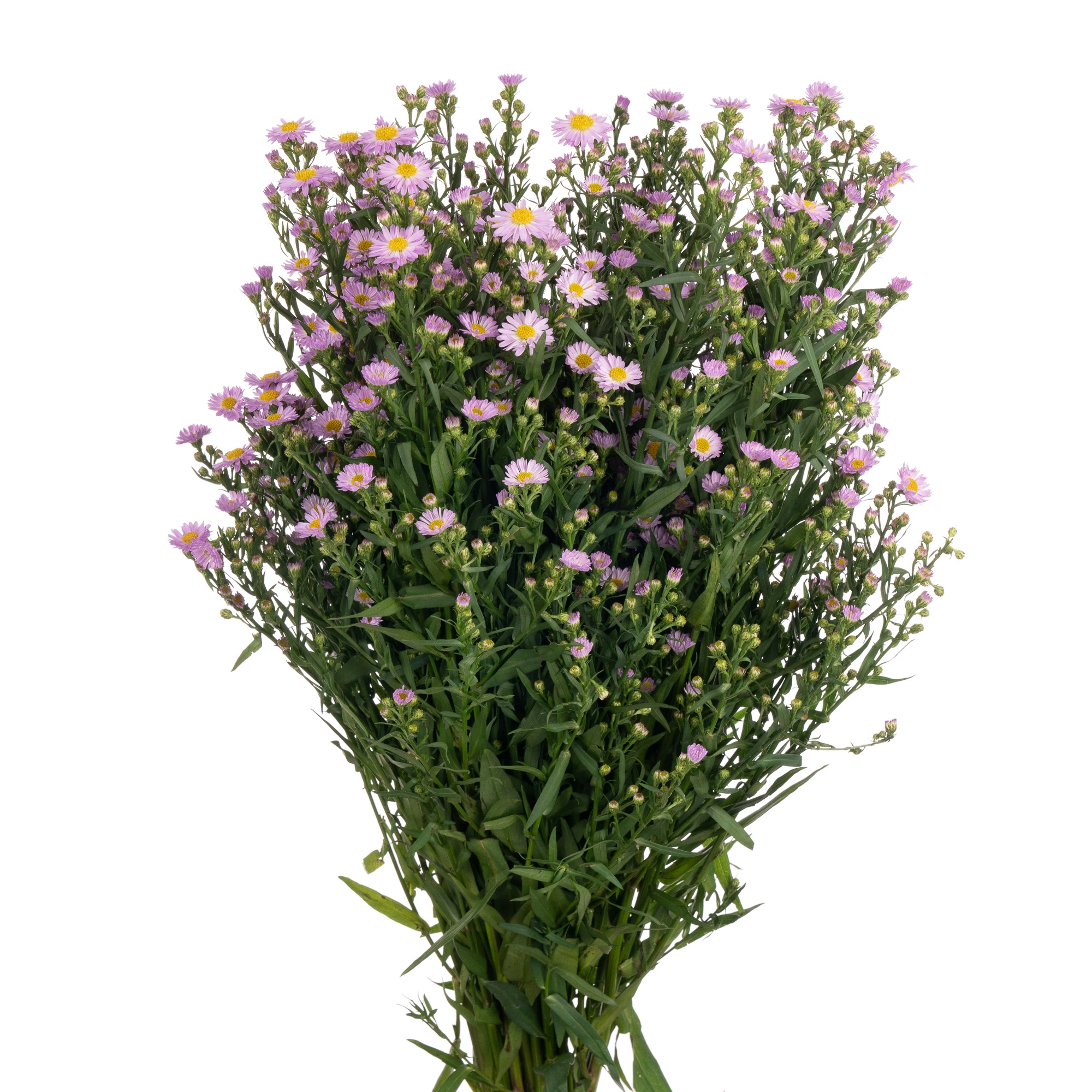 Aster painted lady