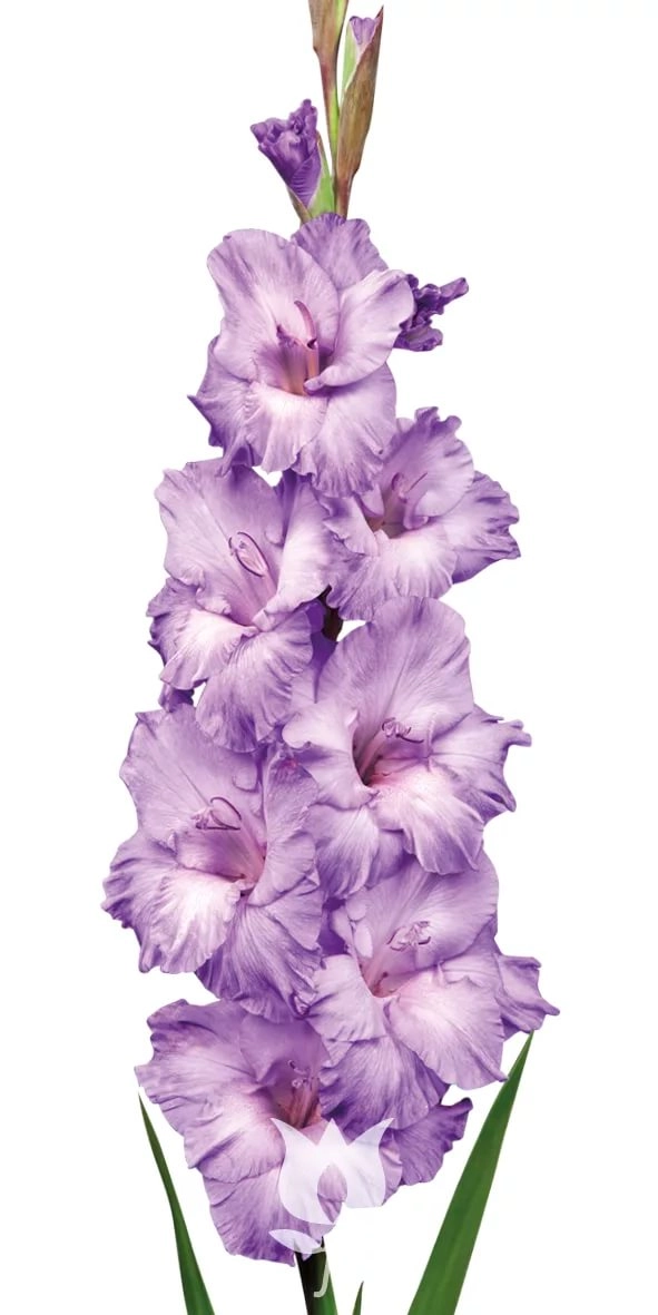 Gladiolus milka | Wholesale flowers, plants and supplies Gladiolus milka