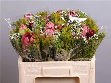 Bouquet bouquet 2 hybrid protea | Wholesale flowers, plants and supplies Bouquet bouquet 2 hybrid protea