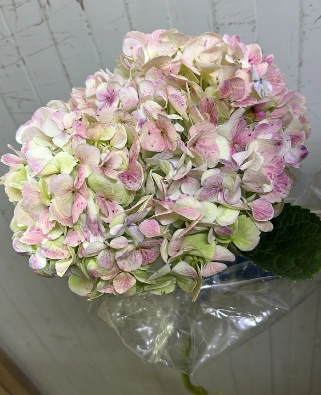Hydrangea jumbo antique green