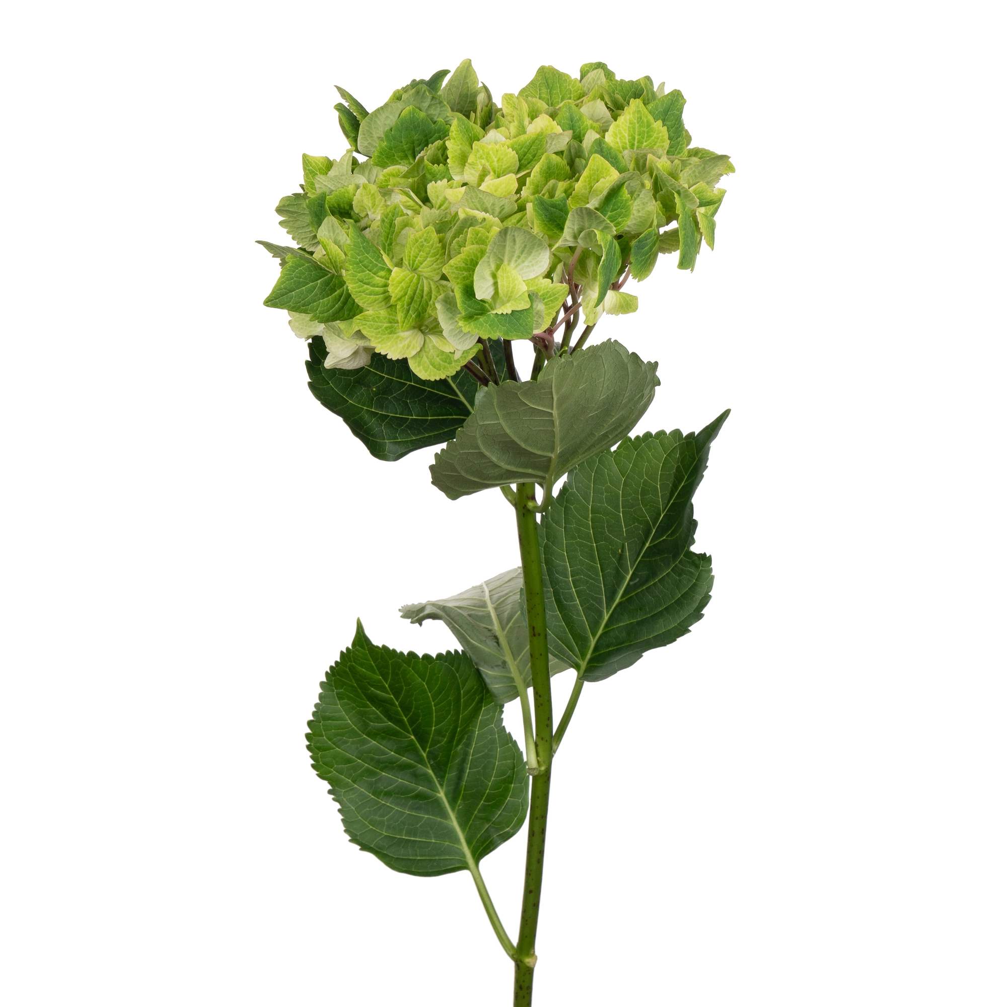 Hydrangea magical summergreen