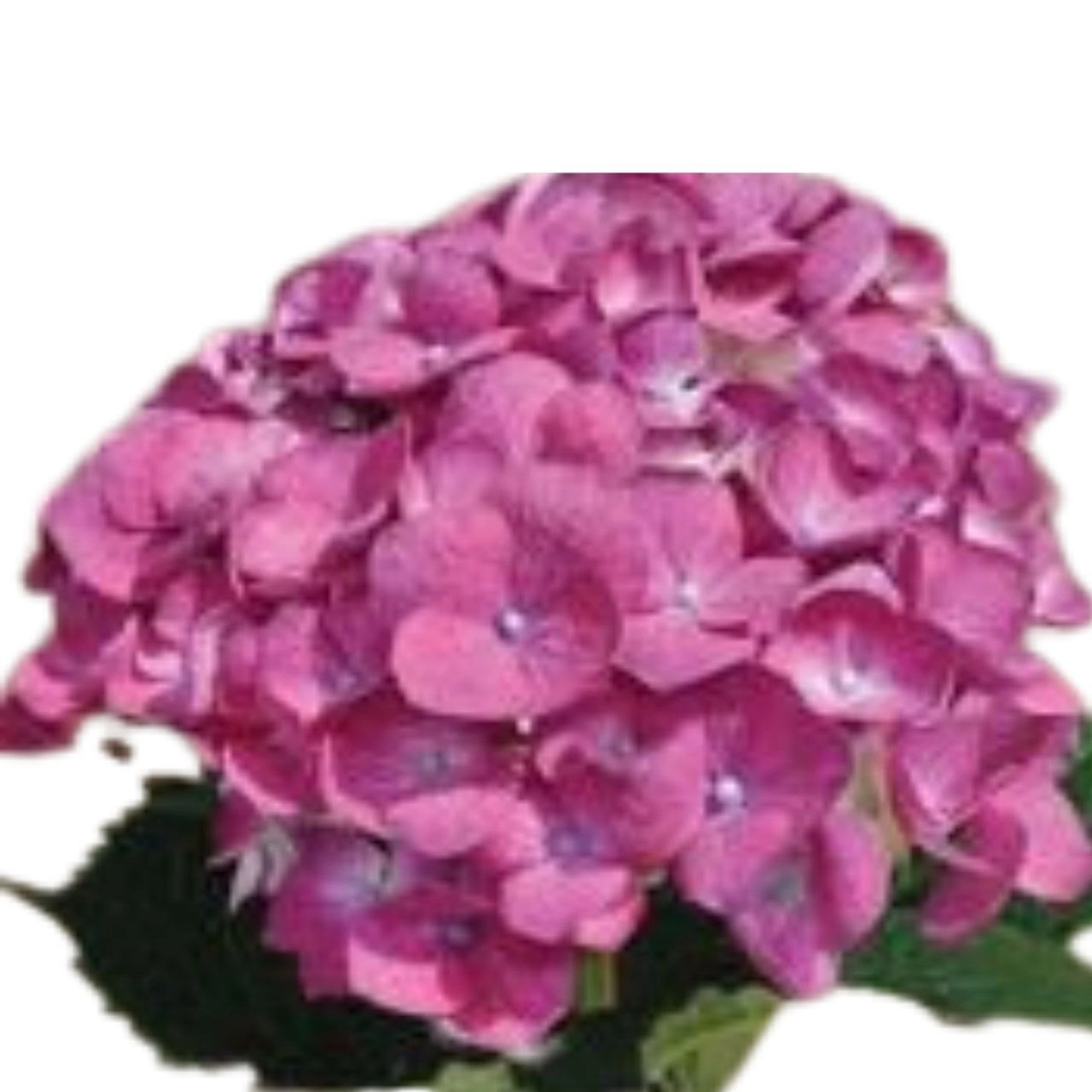 Hydrangea premium elite cherry | Wholesale flowers, plants and supplies Hydrangea premium elite cherry