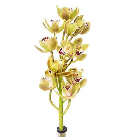 Cymbidium mini green