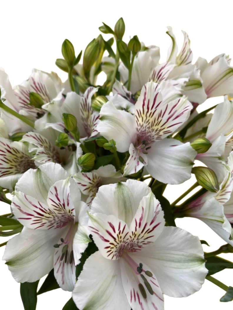 Alstroemeria exotic