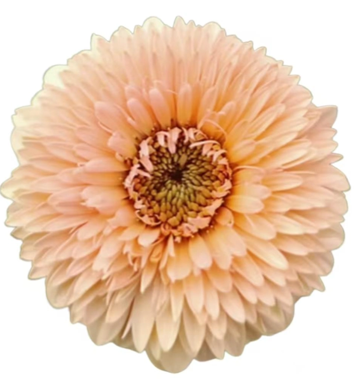 Gerbera bolero jayjay