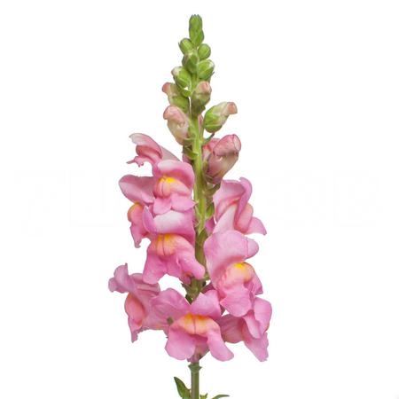 Antirrhinum potomac cherry rose