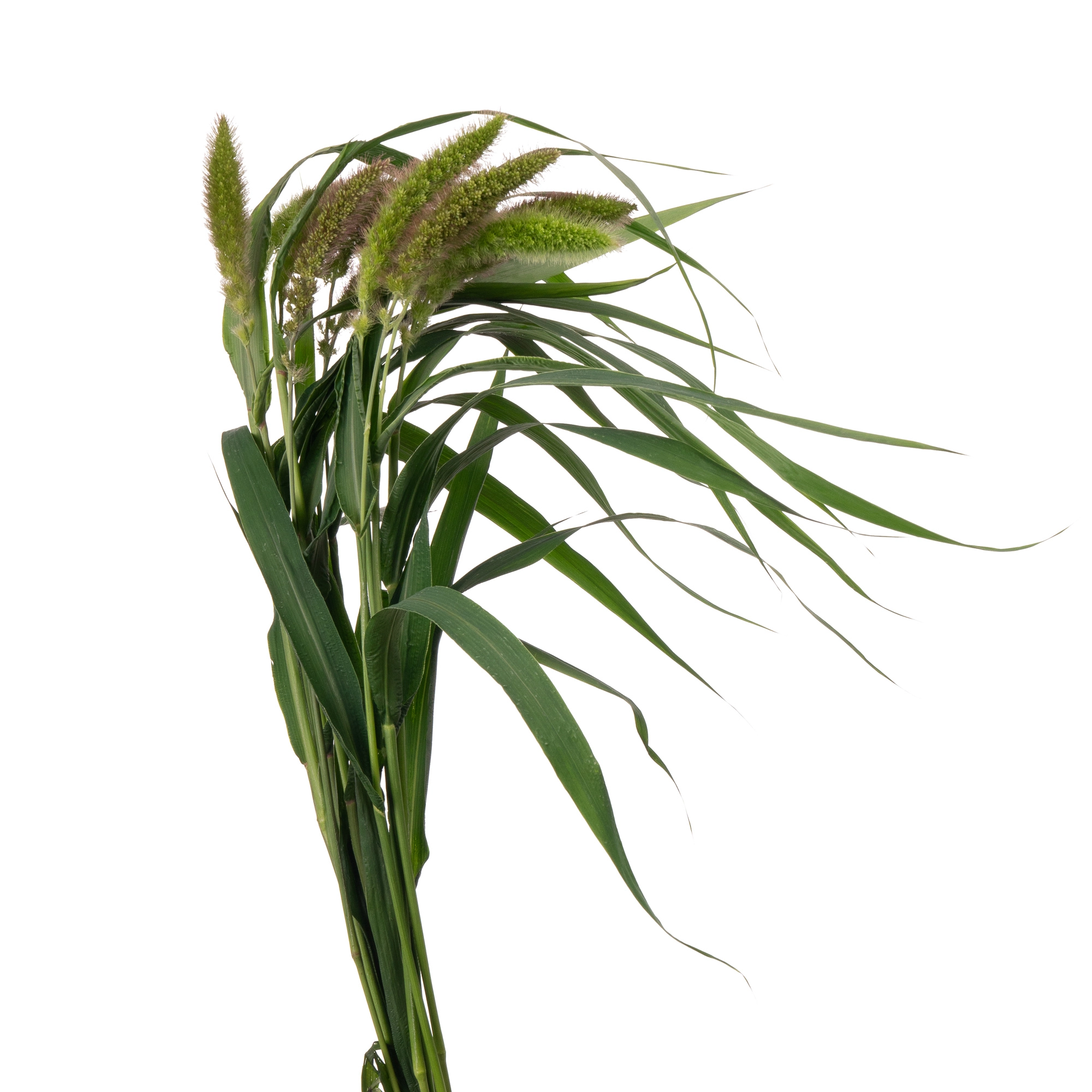 Setaria red jewel | Wholesale flowers, plants and supplies Setaria red jewel