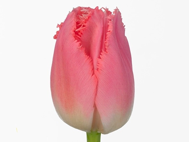 Tulip fringed katie melua | Wholesale flowers, plants and supplies Tulip fringed katie melua