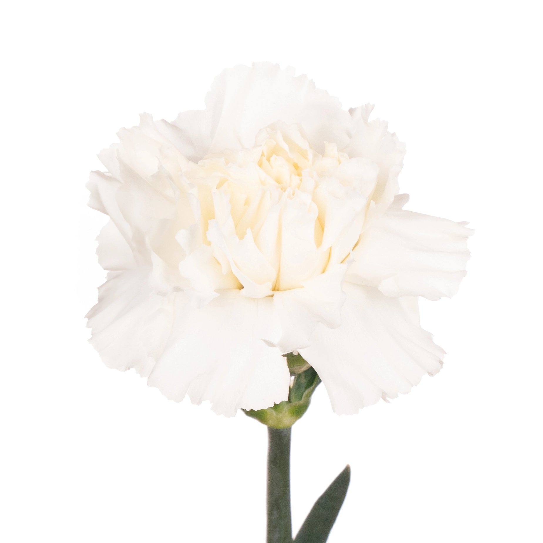 Carnation white | Wholesale flowers, plants and supplies Carnation white