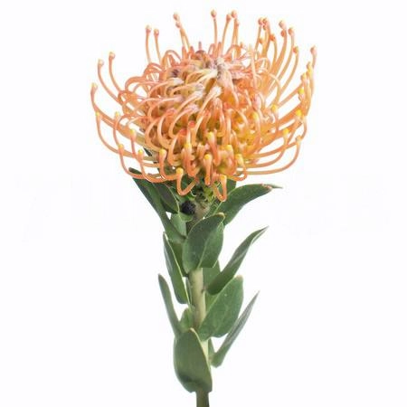 Leucospermum ayoba orange