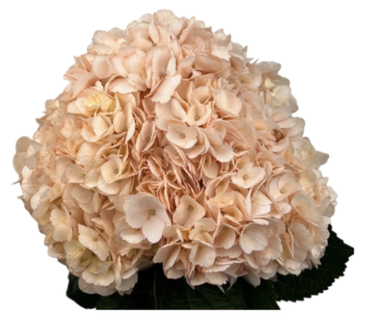 Hydrangea jumbo coral peach