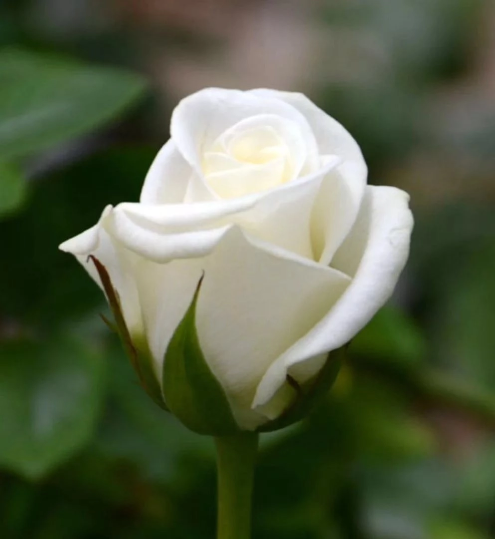 Rose akito