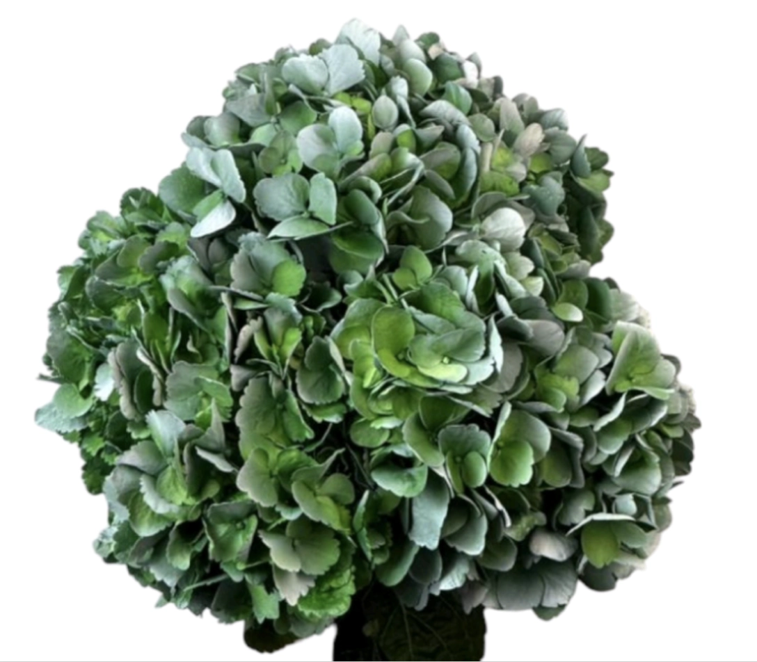 Hydrangea premium frosted pine