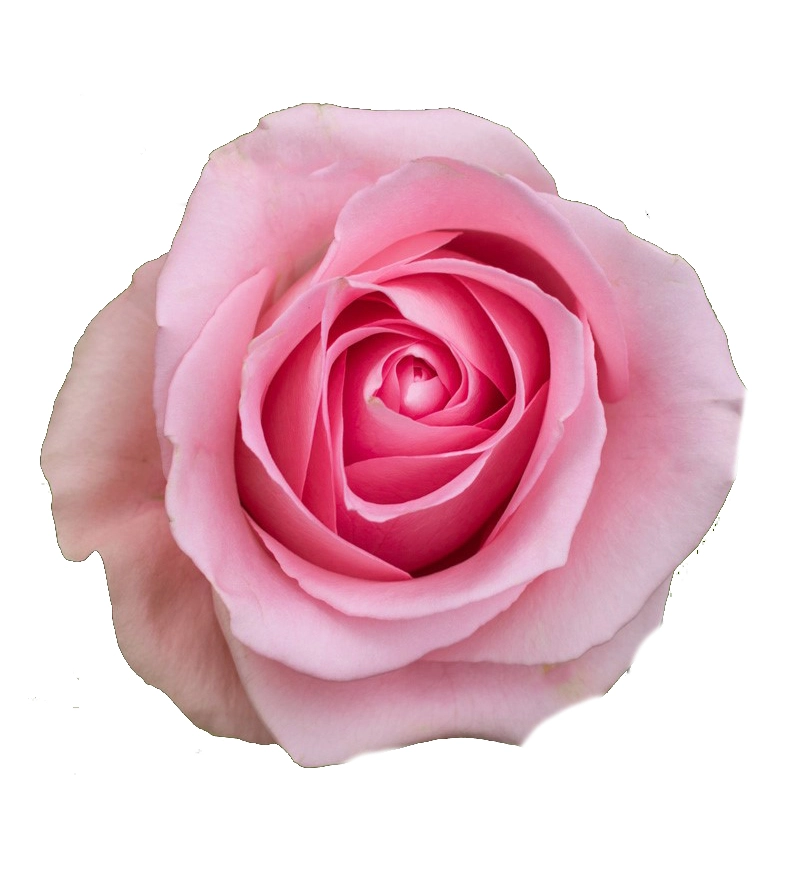 Rose luciano