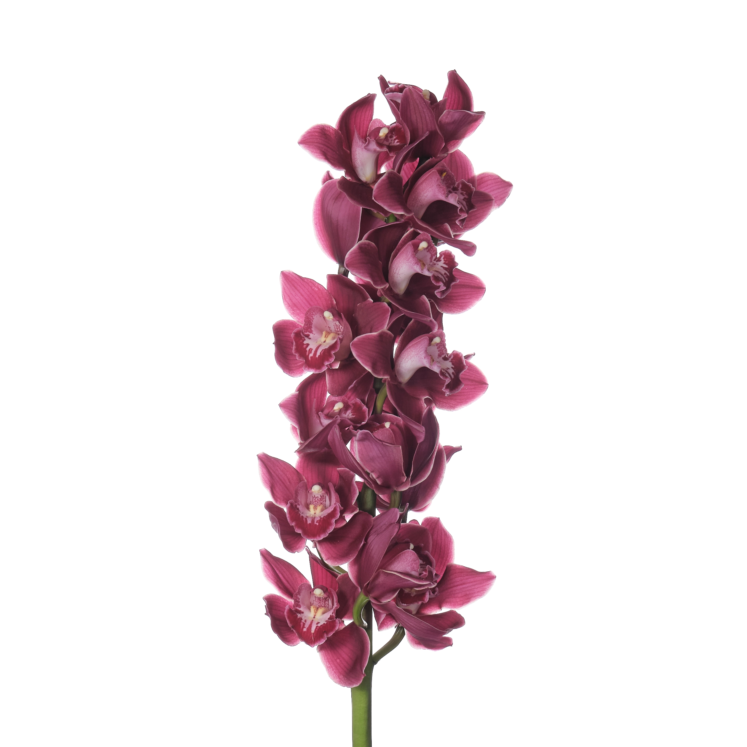Cymbidium red velvet henrietta