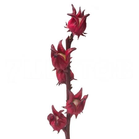 Hibiscus eden red