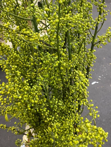 Litsea Cubeba