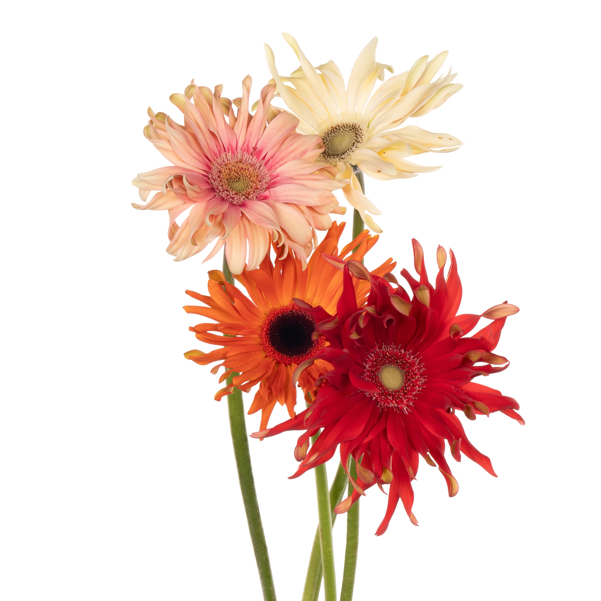 Gerbera pasta mix