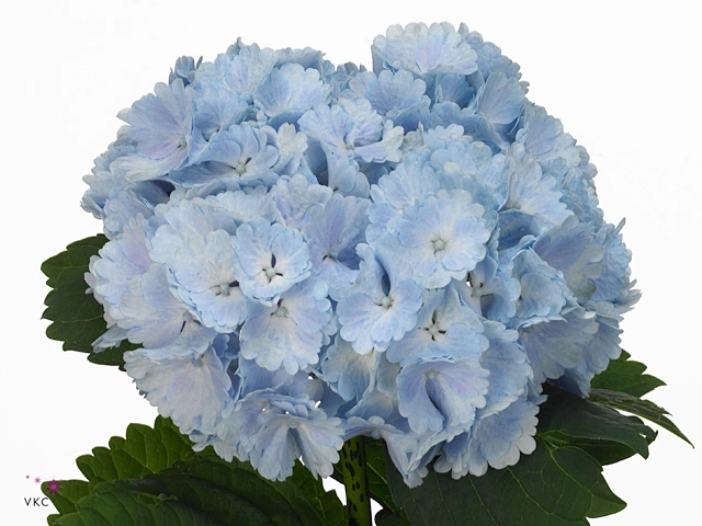 Hydrangea lollipop blue