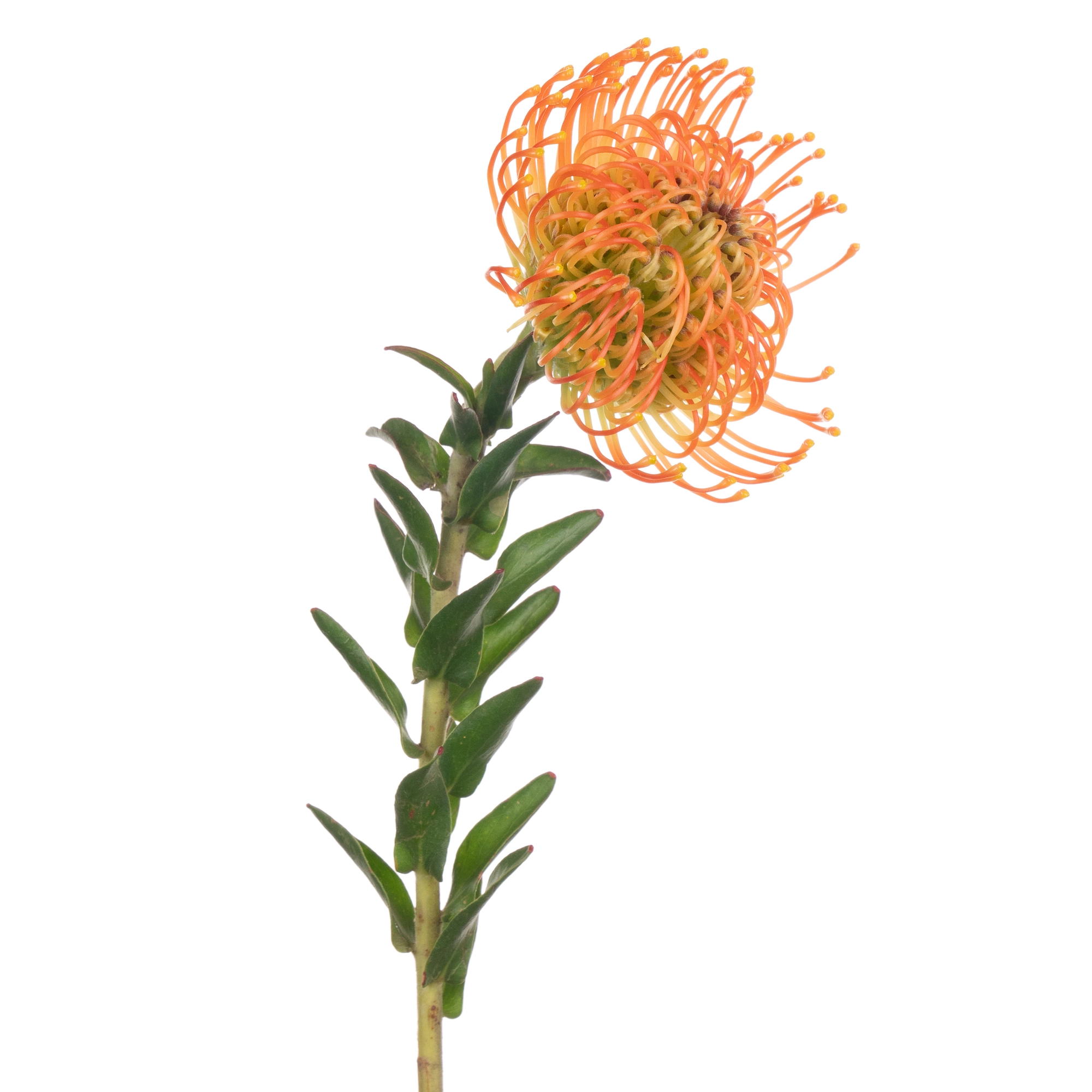 Leucospermum neena orange