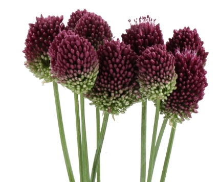 Allium nighthawk | Wholesale flowers, plants and supplies Allium nighthawk