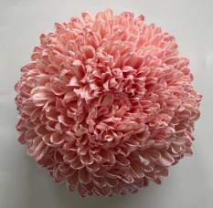 Chrysanthemum tinted raspberry