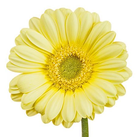 Gerbera mini lemon ice