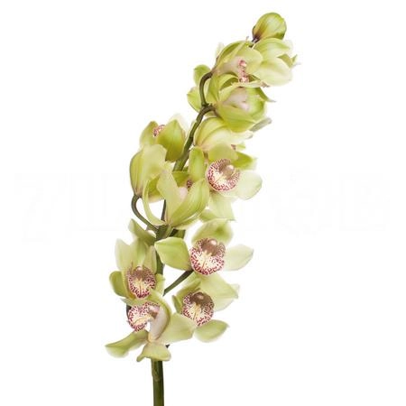 Cymbidium melissa