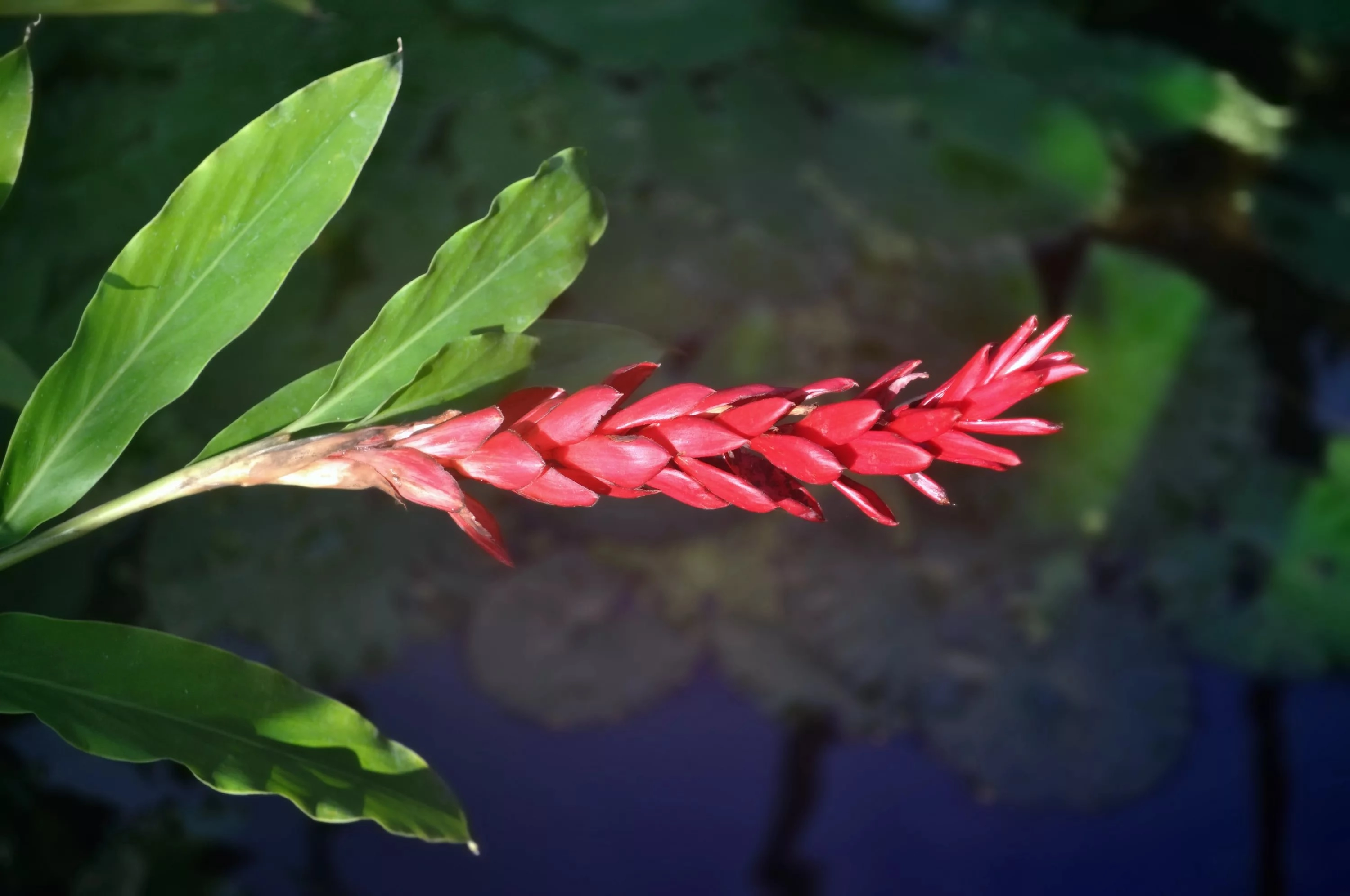 Alpinia purpurata