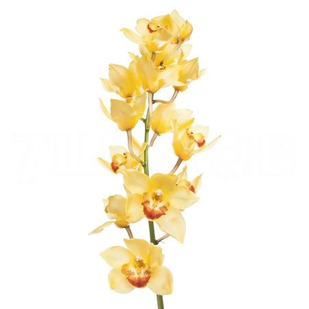 Cymbidium golden fleece