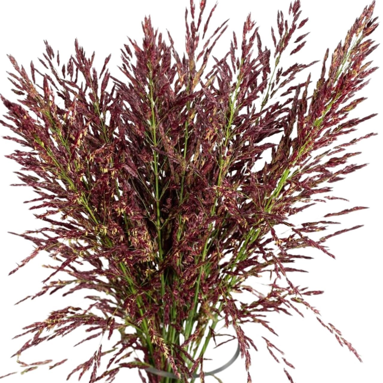 Umbrella red | Wholesale flowers, plants and supplies Umbrella red