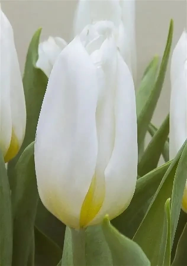 Tulip enkel delta white
