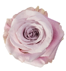 Rose faith | Wholesale flowers, plants and supplies Rose faith
