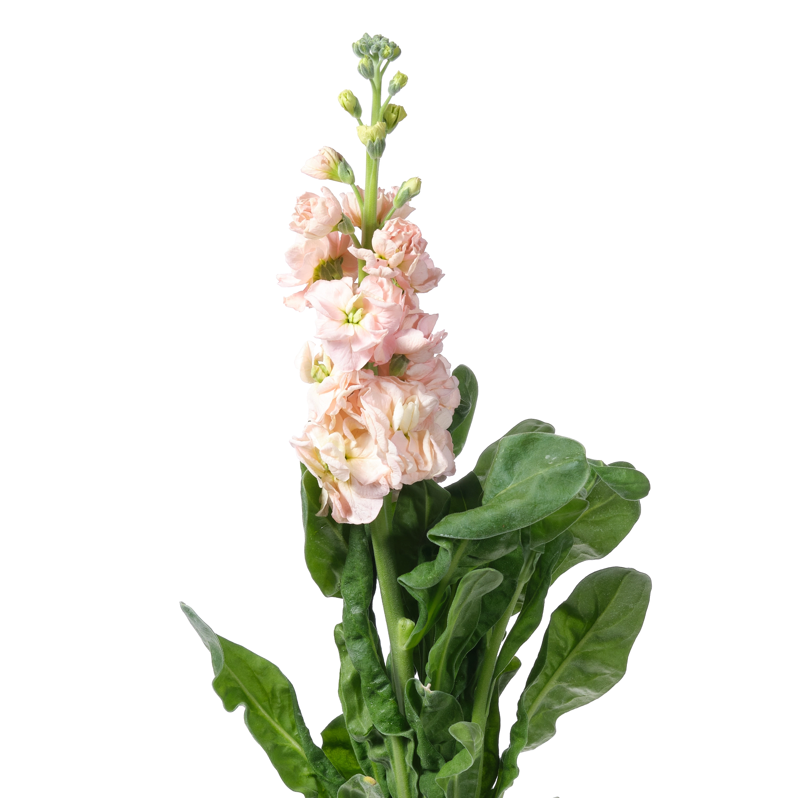 Matthiola apricot | Wholesale flowers, plants and supplies Matthiola apricot